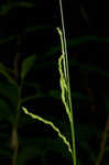 Roan Mountain sedge